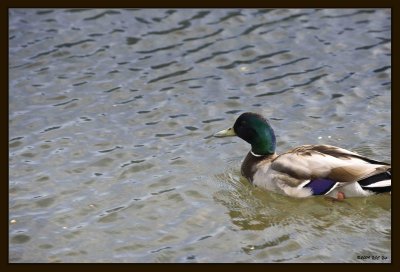 28 Water Fowl.jpg