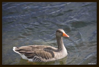 32 Water Fowl.jpg
