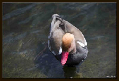 33 Water Fowl.jpg