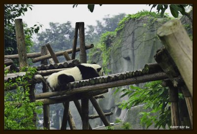 03 Chengdu 0918 Panda Breeding  Research Centre.jpg