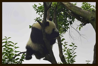 04 Chengdu 0918 Panda Breeding  Research Centre.jpg