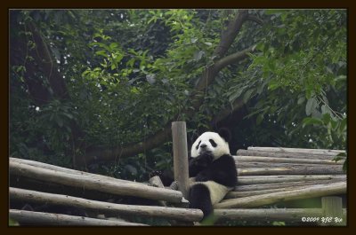 05 Chengdu 0918 Panda Breeding  Research Centre.jpg
