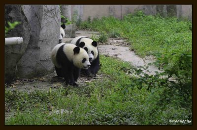 07 Chengdu 0918 Panda Breeding  Research Centre.jpg