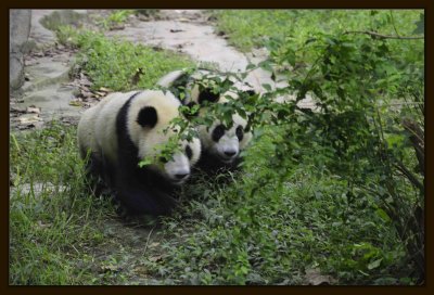 08 Chengdu 0918 Panda Breeding  Research Centre.jpg