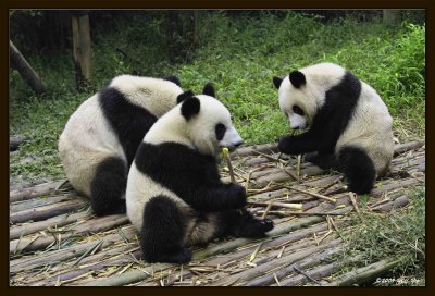 09 Chengdu 0918 Panda Breeding  Research Centre.jpg