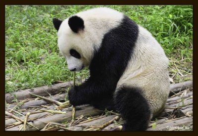 10 Chengdu 0918 Panda Breeding  Research Centre.jpg