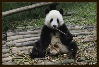 11 Chengdu 0918 Panda Breeding  Research Centre.jpg