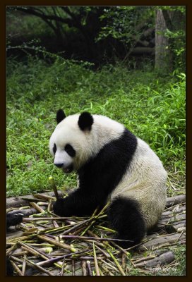 12 Chengdu 0918 Panda Breeding  Research Centre.jpg