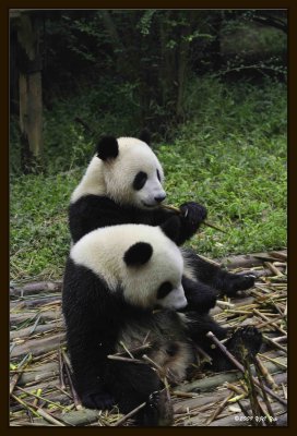 13 Chengdu 0918 Panda Breeding  Research Centre.jpg