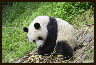 14 Chengdu 0918 Panda Breeding  Research Centre.jpg