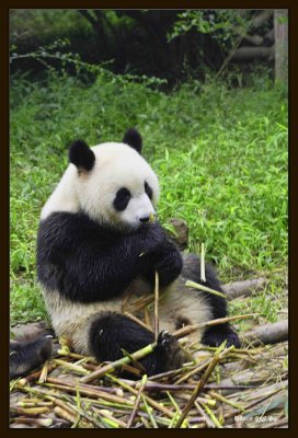 15 Chengdu 0918 Panda Breeding  Research Centre.jpg