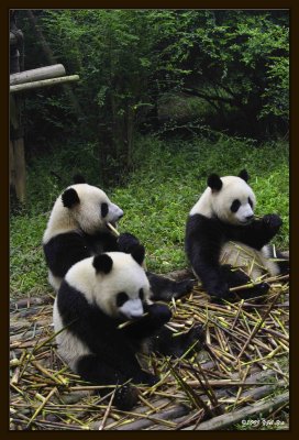 16 Chengdu 0918 Panda Breeding  Research Centre.jpg