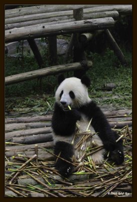 17 Chengdu 0918 Panda Breeding  Research Centre.jpg