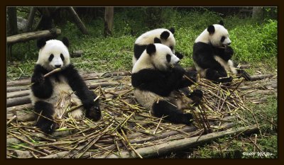 18 Chengdu 0918 Panda Breeding  Research Centre.jpg