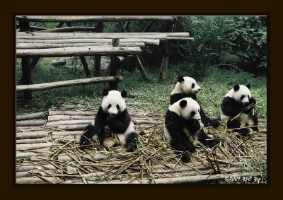 19 Chengdu 0918 Panda Breeding  Research Centre.jpg