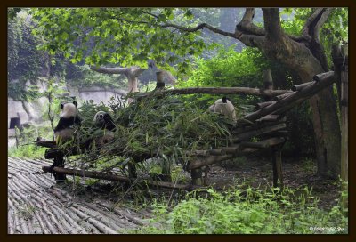22 Chengdu 0918 Panda Breeding  Research Centre.jpg