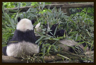 24 Chengdu 0918 Panda Breeding  Research Centre.jpg