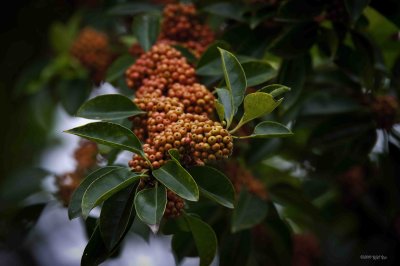 138 Red Red Berries.jpg