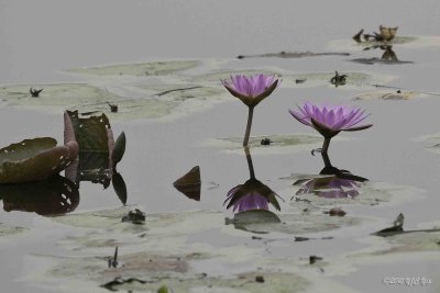 144 Water Lily 1.jpg