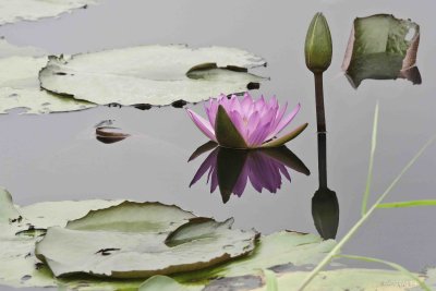 149 Water Lily 2.jpg