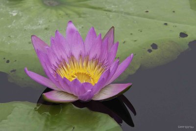 159 Water Lily 3.jpg