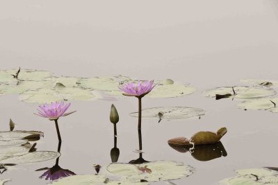 166 Water Lily 4.jpg