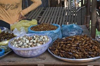17 Fried Insects.jpg