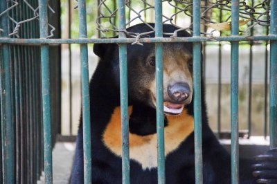 24 The Bear.jpg