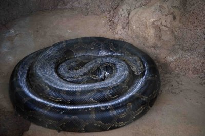 25 The Python.jpg