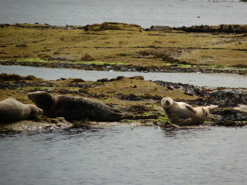 seals_at_ravenscar
