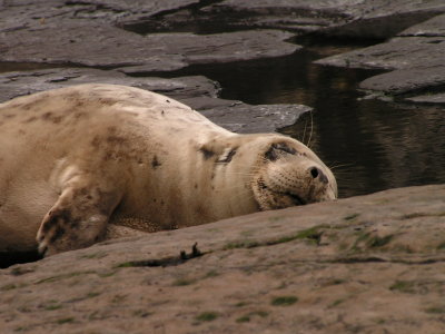 Seal Pup, North Yorkshire Coast