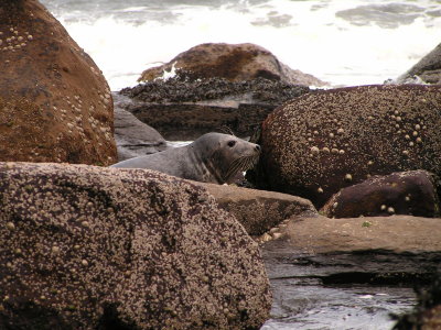 Seal, North Yorkshire Coast