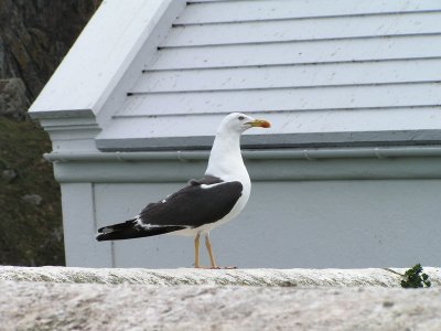 g1/35/663235/3/117910087.4mqvQhUT.jpg