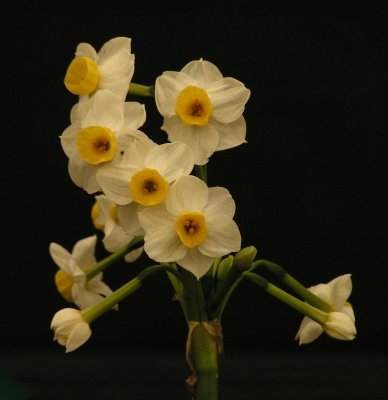 g1/35/663235/3/125850573.jetwNFDP.jpg