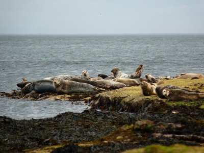 Grey and common seals at Ravenscar