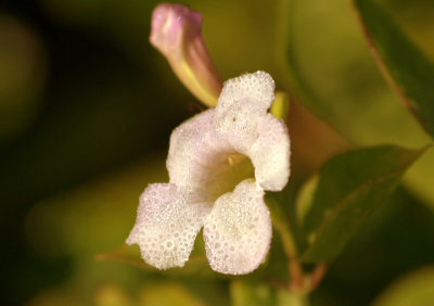 hawaii_2009