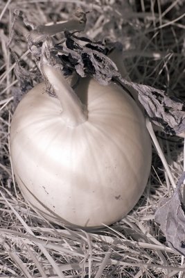 Pumpkin