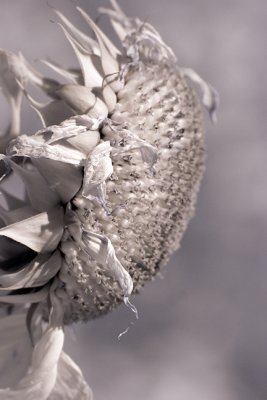 Old Sunflower