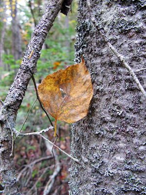 Leaf on Tree Trunk