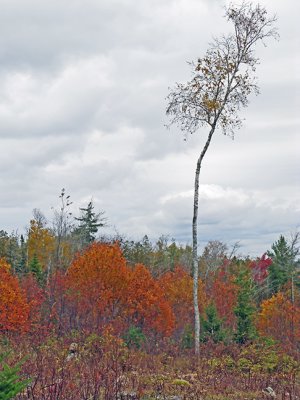 Lone Tree