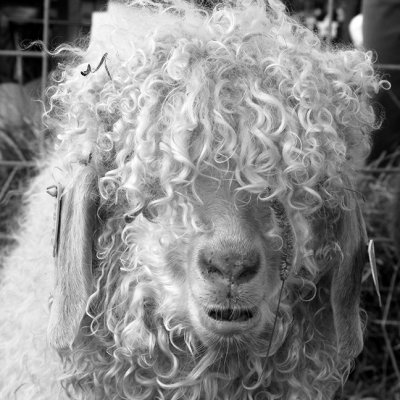 Angora Goat, I am told,  Common Ground Country Fair