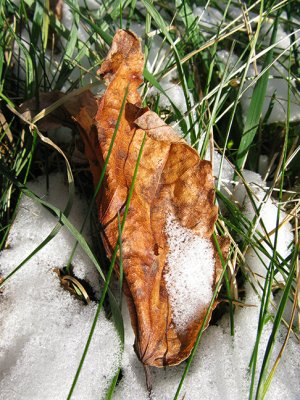 First Winter Leaves of 2008 #1