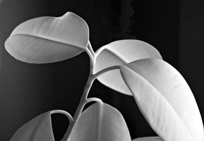 Rubber Tree Leaves #2