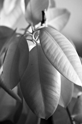 Rubber Tree Leaves #4