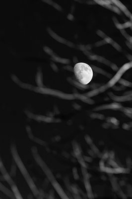 Moon through Branches Monochrome