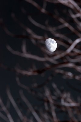 Moon through Branches