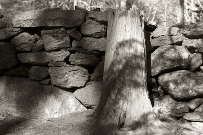 Stone Wall and Stump