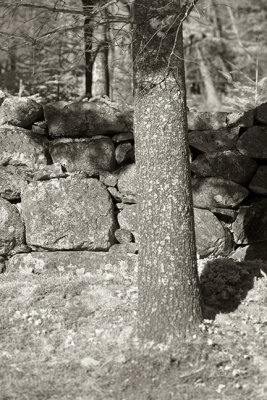 Stone Wall and Tree