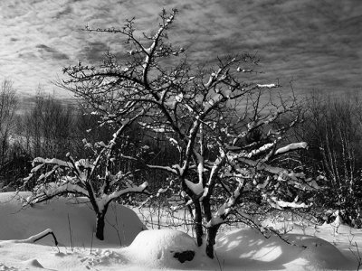 Winter Trees and Rock #2