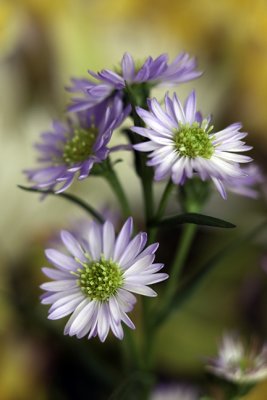 Variety of Aster?